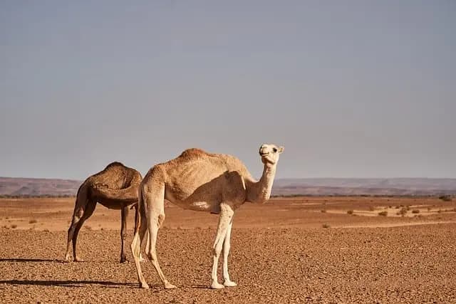 Les meilleures destinations pour vivre des aventures aériennes